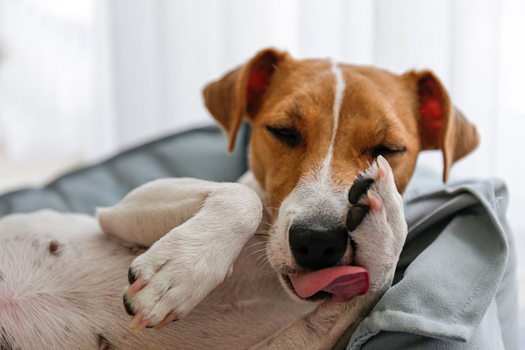Puppy licking paw Image