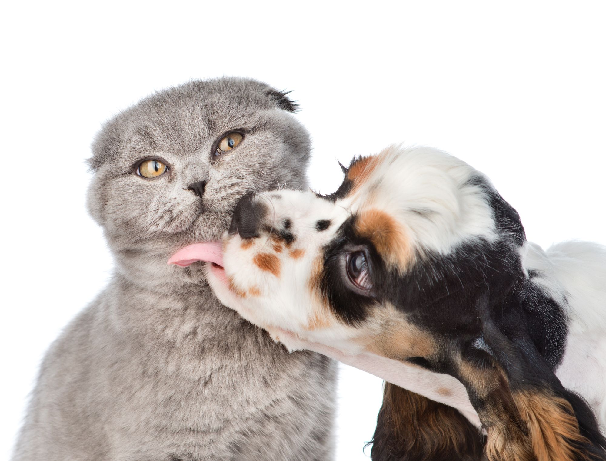 Puppy licking a cat