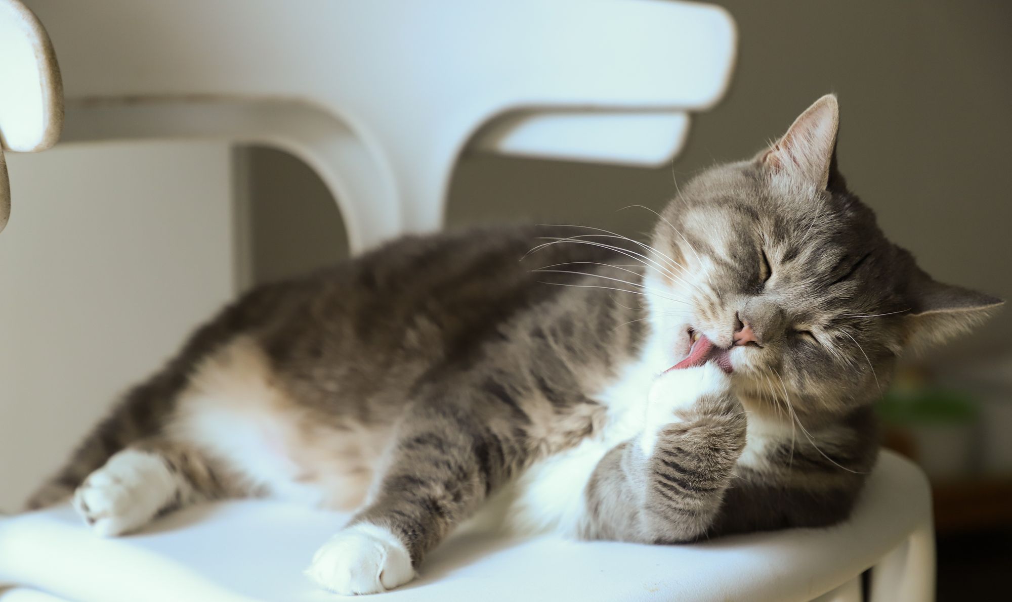 Cat Licking Paw