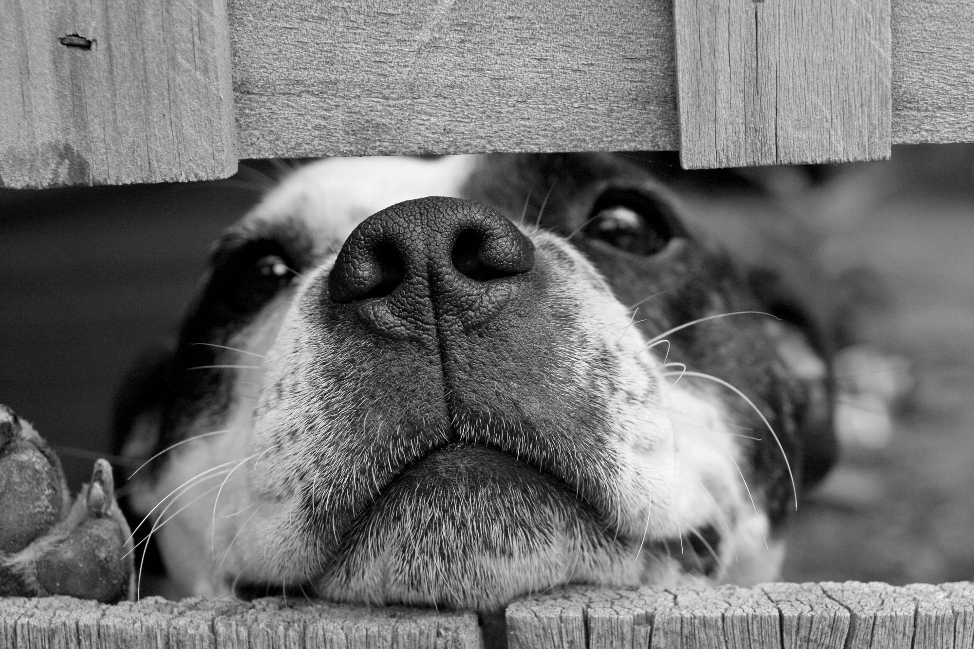 Pup peaking through a fence
