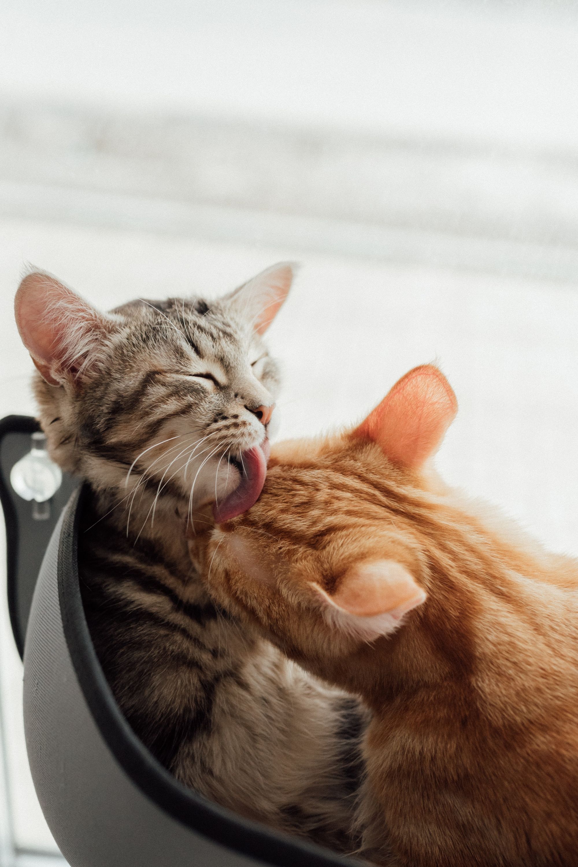 Cats Licking Image