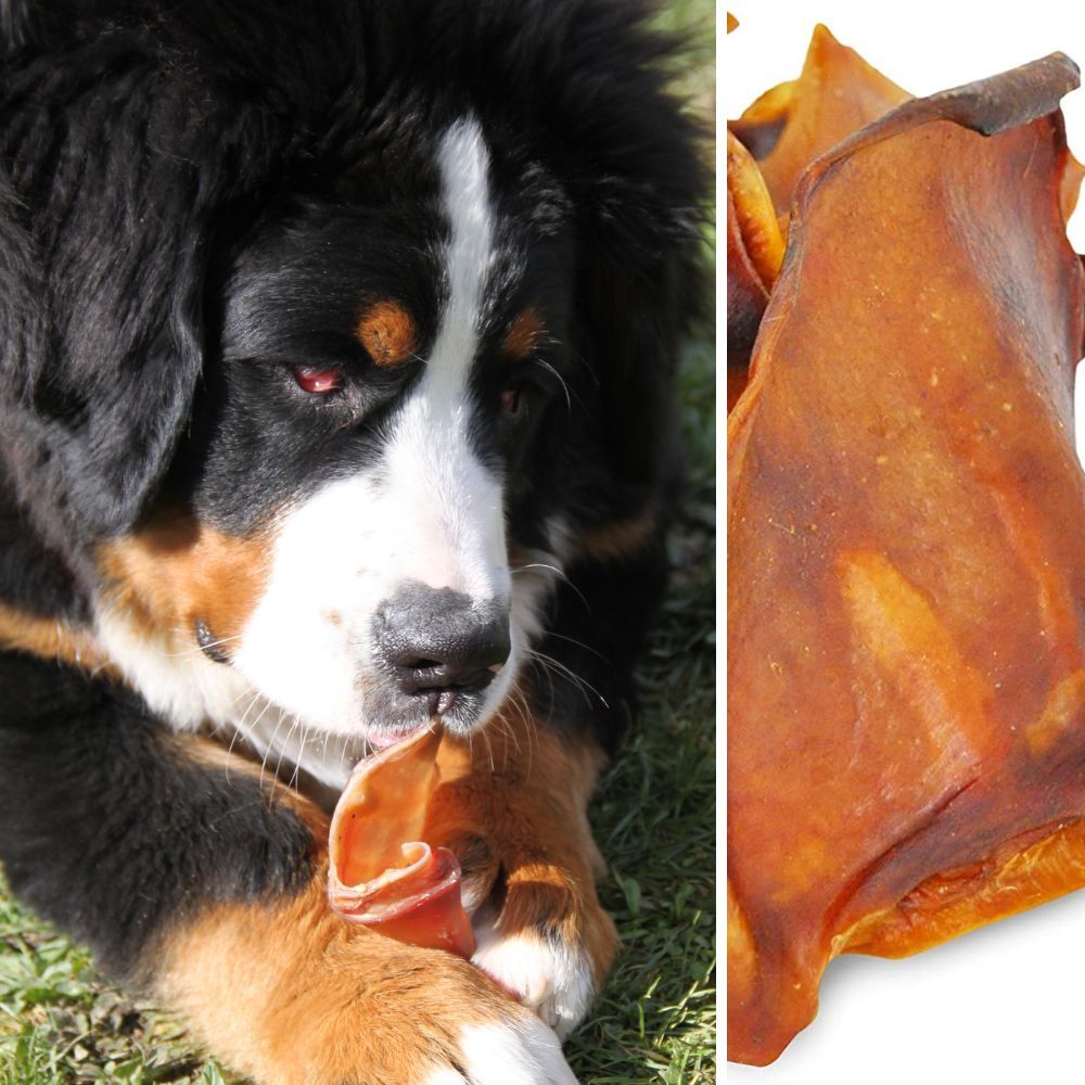 Can Puppies Have Pig Ears Image