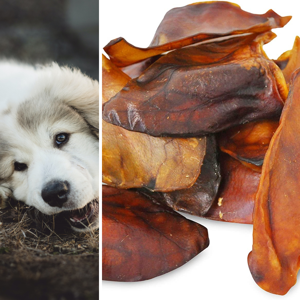 Are Pig Ears Good For Dogs Image