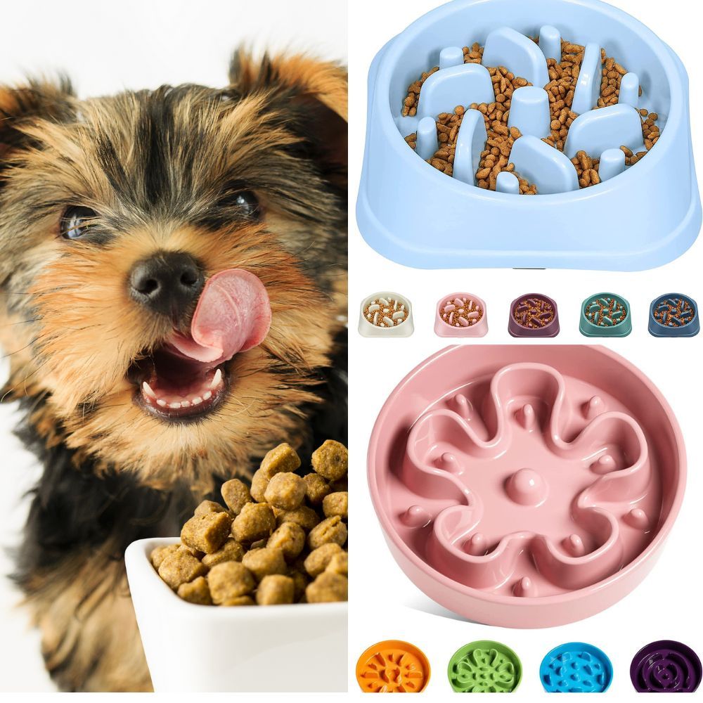 Slow Feeder Bowls for Dogs Image
