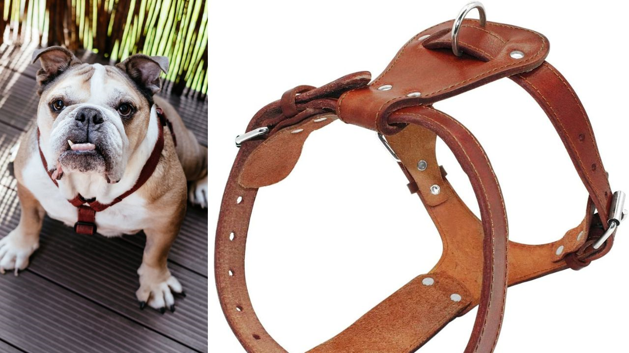Are Leather Harnesses Good for Dogs Image