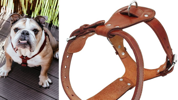 Fashion and Safety: Are Leather Harnesses Good for Dogs?
