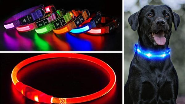 Be Bright and Stylish: 5 Best Glow-In-The-Dark Dog Collars