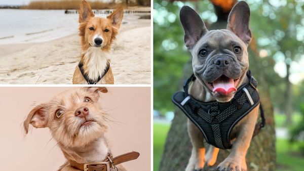 The Great Debate: Is a Collar or a Harness Best for Walks