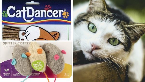 Purr-fect Playtime Awaits: 6 Best Cat Dancer Toys On Amazon