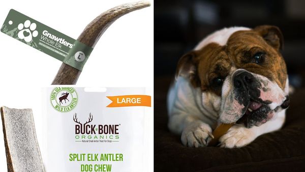 Ultimate Guide to Finding The Best Elk Antlers for Dogs